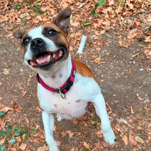 Un chien assis sur un chemin de feuilles mortes, la gueule ouverte, qui lève les yeux vers la personne qui le promène.