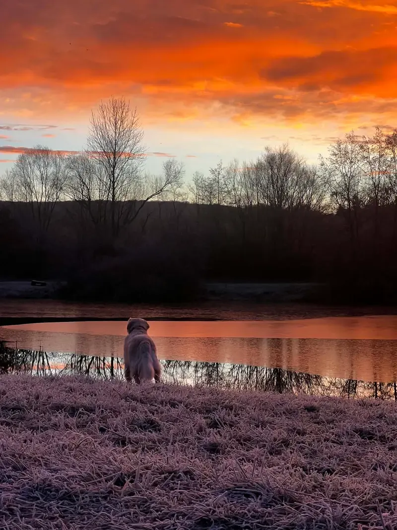 Un chien assis face à un étang, sous un ciel de lever de soleil orange.