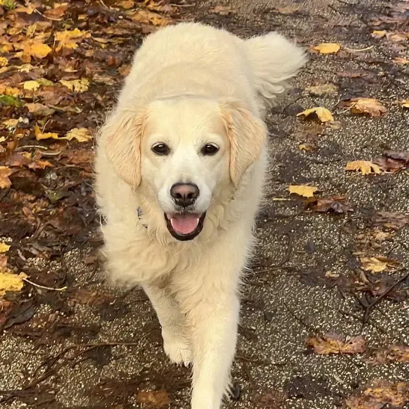 Un chien crème qui avance sur un chemin couvert de feuilles mortes.