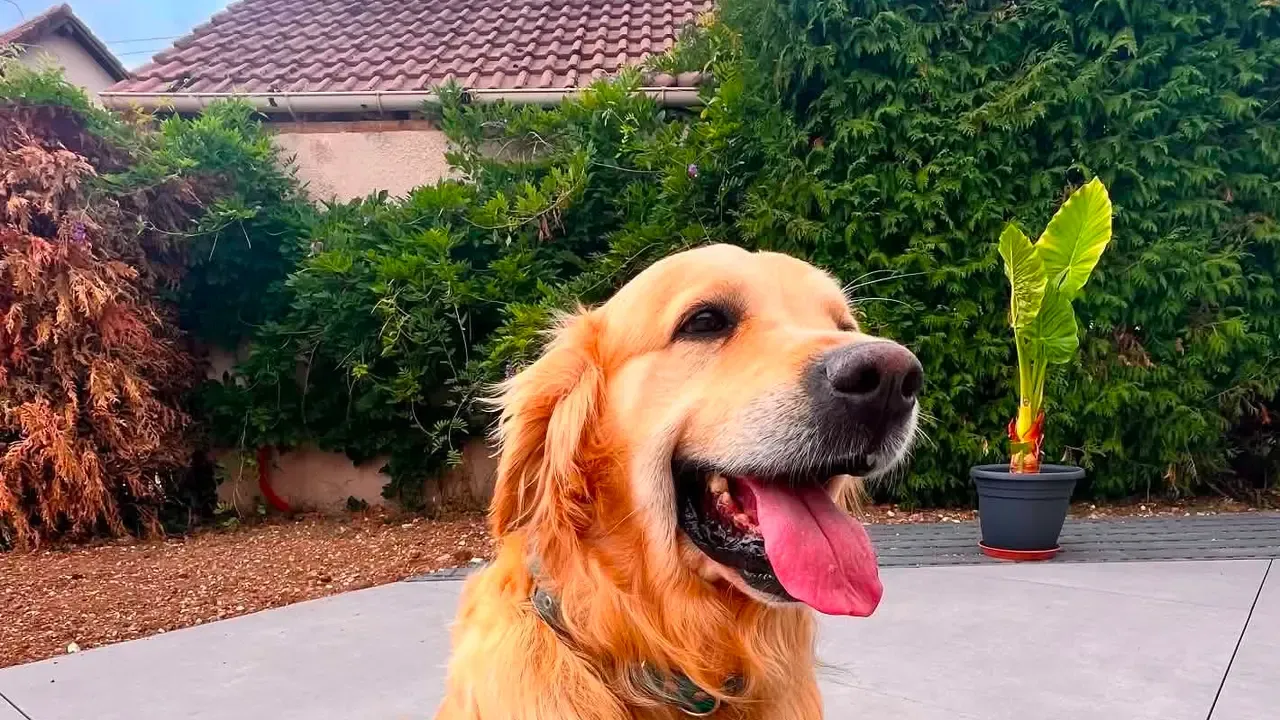 Un golden retriever brossé sur une terrasse, la langue sortie, dans un jardin.